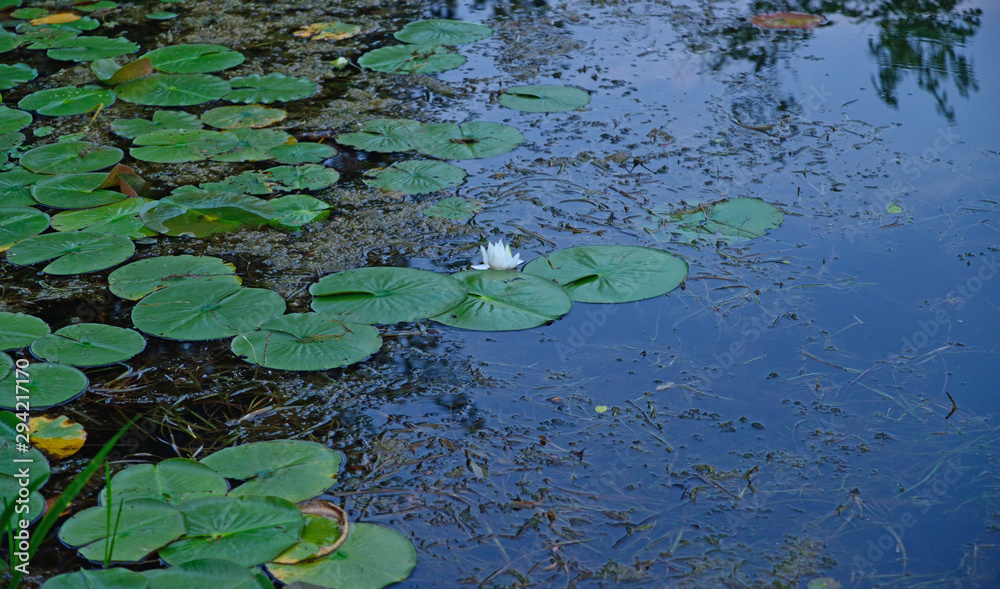 Lily pads at twilight on a lake Lily pads at twilight on a lake