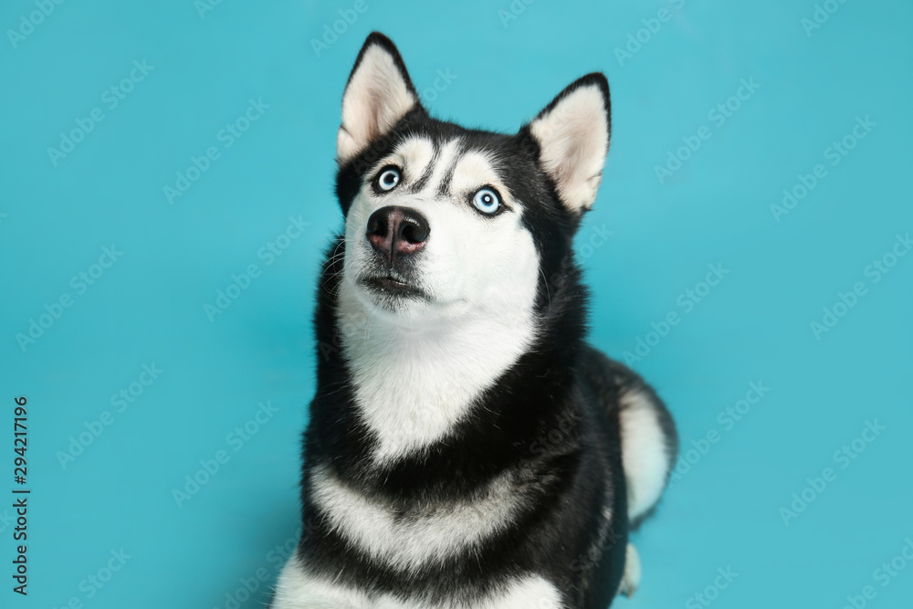 Cute Siberian Husky dog on blue background Cute Siberian Husky dog on blue background
