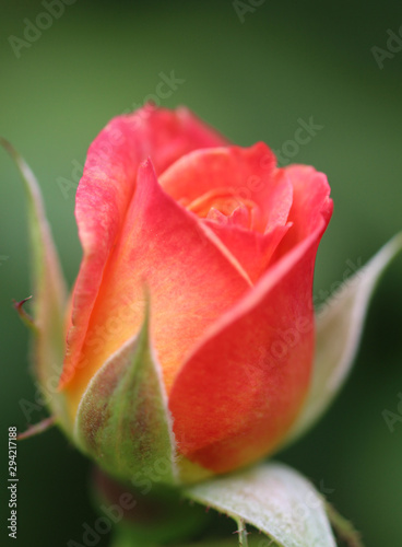 Rose mit tollem Farbverlauf