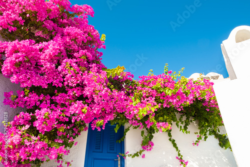 Traditional greek architecture and pink flowers on Santorini island, Greece.