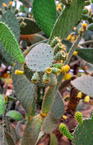 Beautiful view with cactus plants in the botanical garden © phadventure