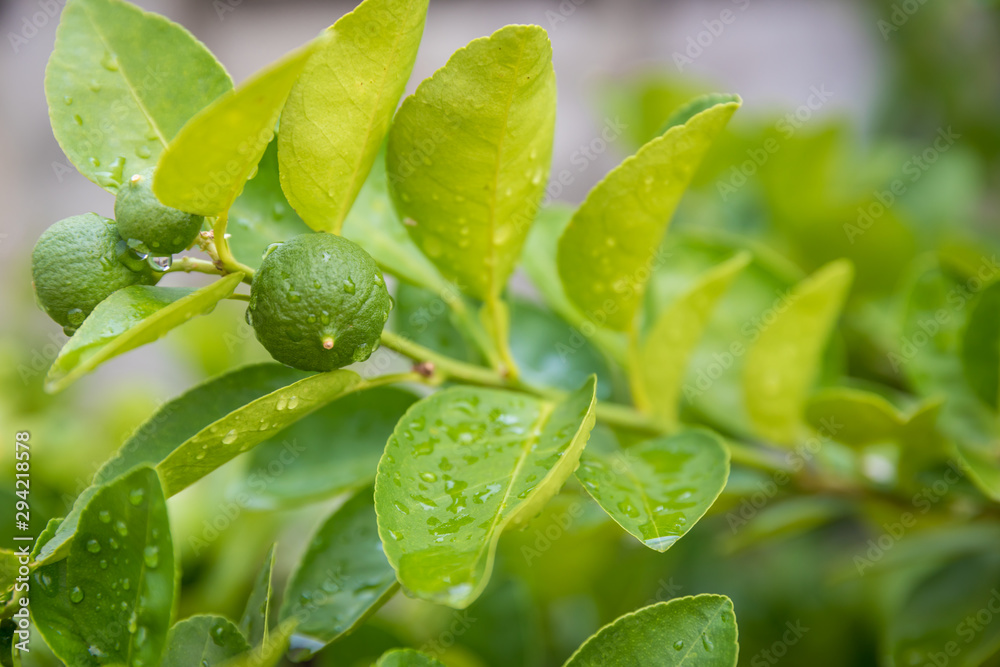 Green lemon growing on the lemon tree. Grapefruit on the tree. Grapefruit, Pomelo name Big white grapefruit varieties background of tree. Tahiti lime is has a big . Sour fruit. Green lemon growing on the lemon tree. Grapefruit on the tree. Grapefruit, Pomelo name Big white grapefruit varieties background of tree. Tahiti lime is has a big . Sour fruit.