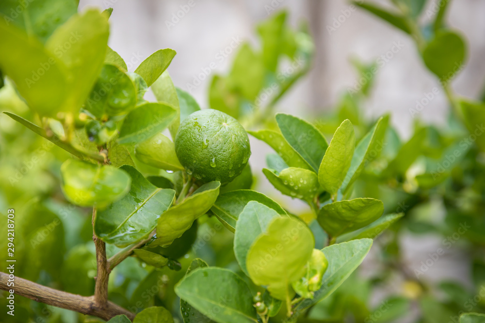 Green lemon growing on the lemon tree. Grapefruit on the tree. Grapefruit,​ Pomelo name​ Big white grapefruit varieties background of tree. Tahiti lime is has a big . Sour fruit. 