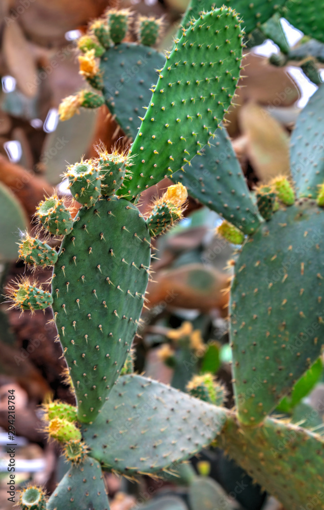 Beautiful view with cactus plants in the botanical garden Beautiful view with cactus plants in the botanical garden