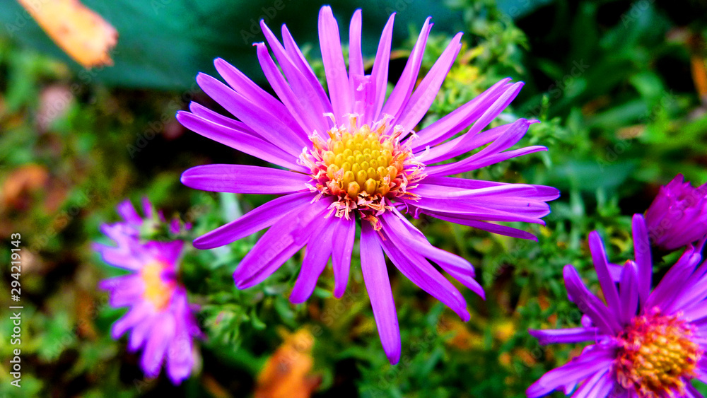 flowers in garden flowers in garden