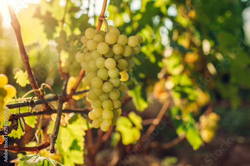 Billede på lærred Autumn crop of table grapes on ecological farm