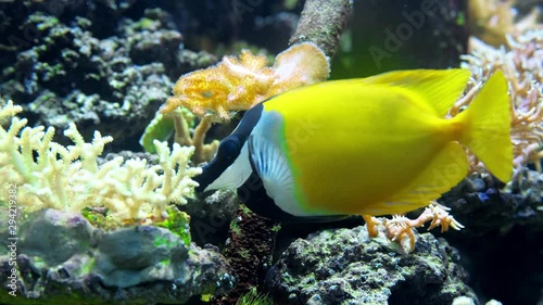 colorful fish swim in an aquarium eat corals and play