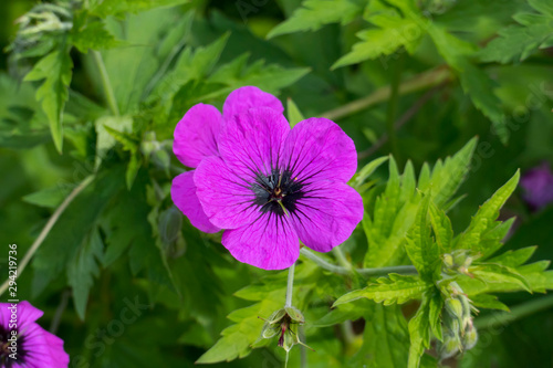 Storchenschnabel, eraniaceae, Blüte in kräftigem lila Pink