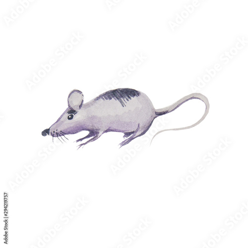 Gray rat on a white background. Watercolor illustration. Isolate