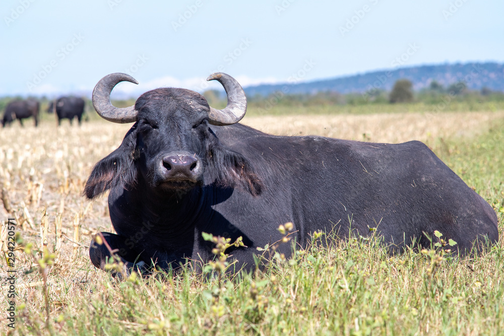 a buffalo lying down on grass at karaoglan village, bursa, turkey a buffalo lying down on grass at karaoglan village, bursa, turkey