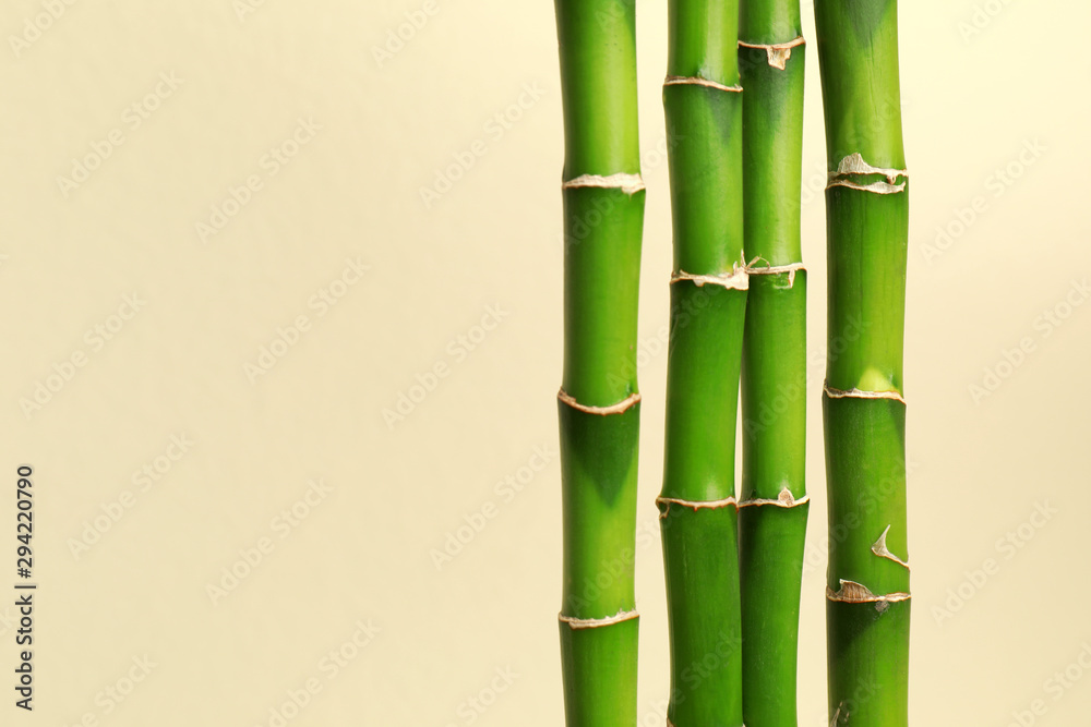 Fototapeta premium Tropical bamboo stems on beige background, space for text. Stylish interior element