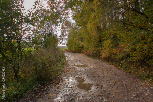 Autumn landscape. Country road with puddles after the rain, covered with yellow fallen leaves.