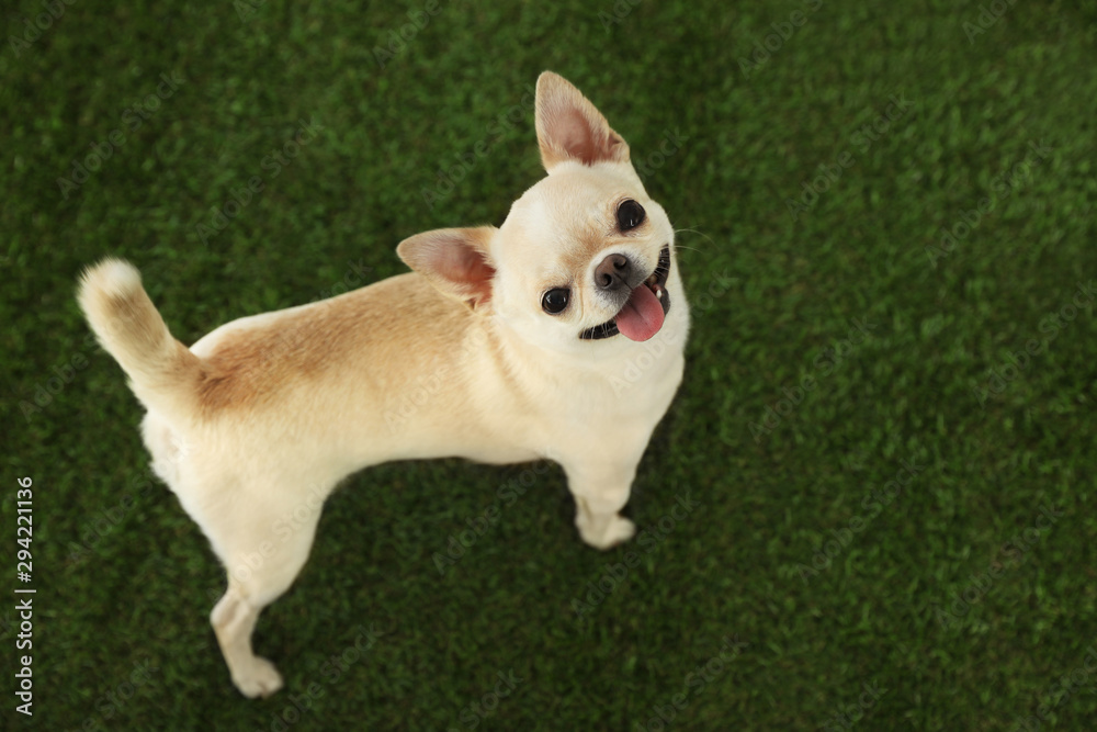 Adorable Toy Terrier on green grass, above view. Domestic dog
