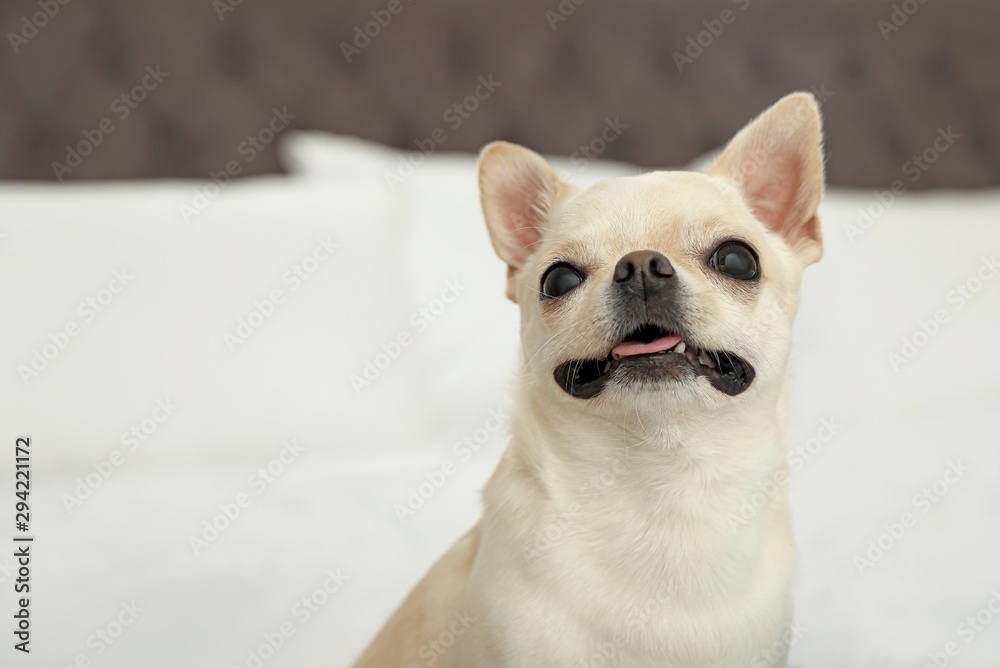 Adorable Toy Terrier on bed indoors. Domestic dog