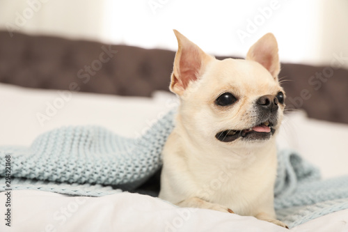 Adorable Toy Terrier under light blue knitted blanket on bed. Domestic dog © New Africa