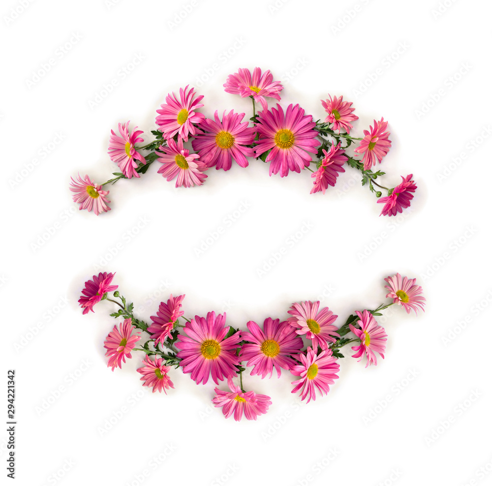 Frame of flowers pink chrysanthemum on a white background with space for text. Top view, flat lay