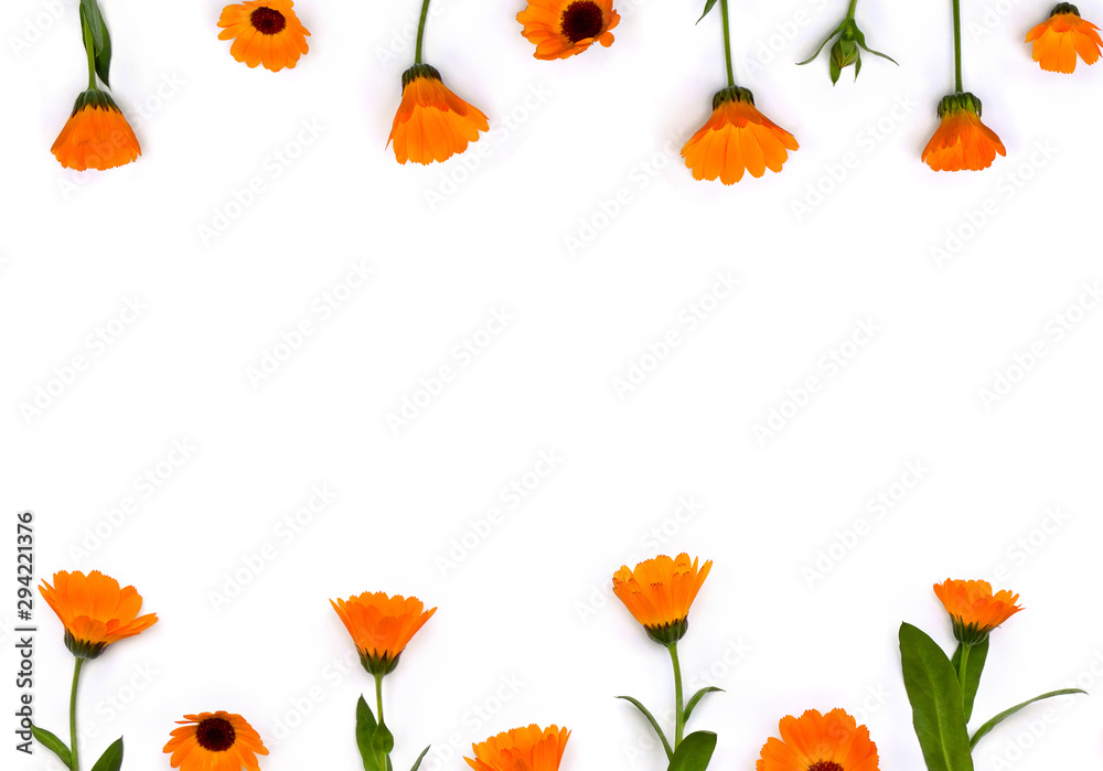 Obraz premium Flowers Calendula ( Calendula officinalis, pot marigold, ruddles, garden marigold, English marigold ) on a white background. Top view, flat lay. Medicinal herb