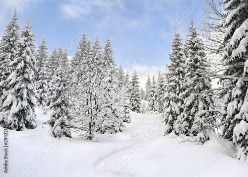 Winter landscape of mountains with path with footprints in snow following in fir forest and glade. Carpathian mountains © Anastasiia Malinich