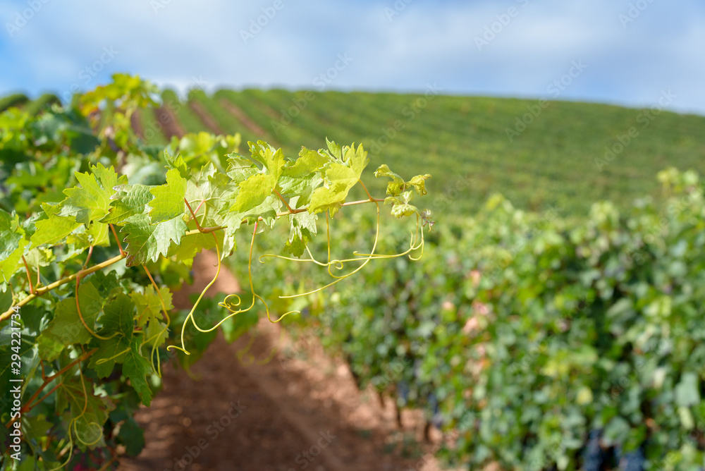Vineyards in October, La Rioja, Spain