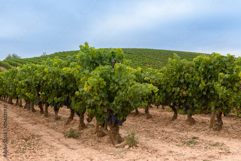 Vineyards in October, La Rioja, Spain