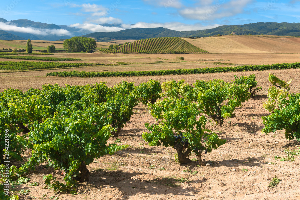 Vineyards with Demanda mountain range as background, La Rioja, Spain