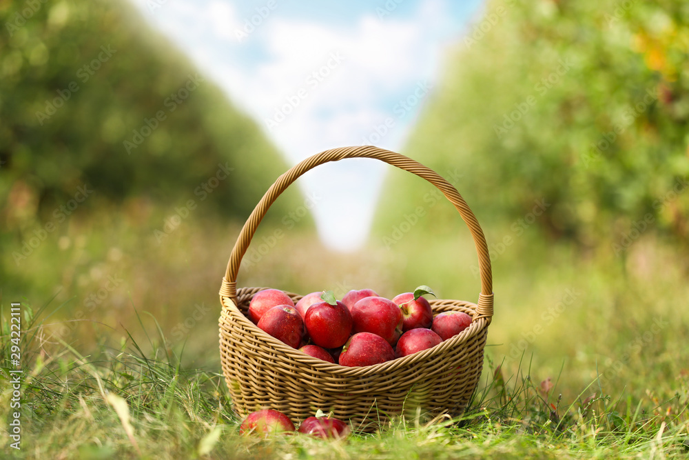 Wicker basket with ripe apples in garden Wicker basket with ripe apples in garden