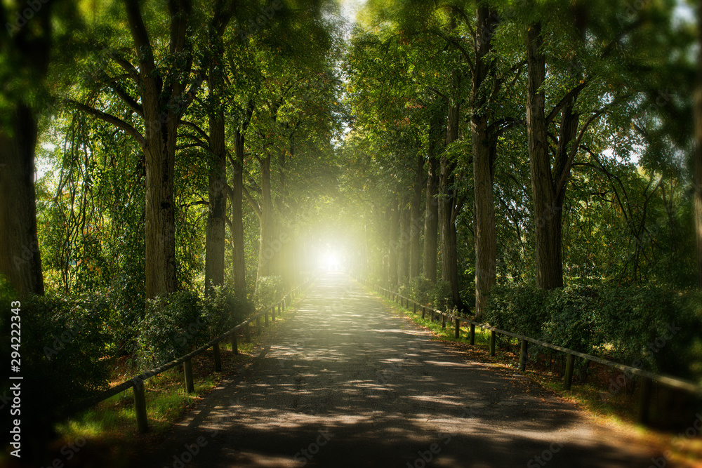 Obraz premium Avenue trees with light at the end of the way