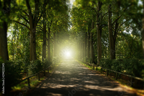 Fototapeta Naklejka Na Ścianę i Meble -  Avenue trees with light at the end of the way