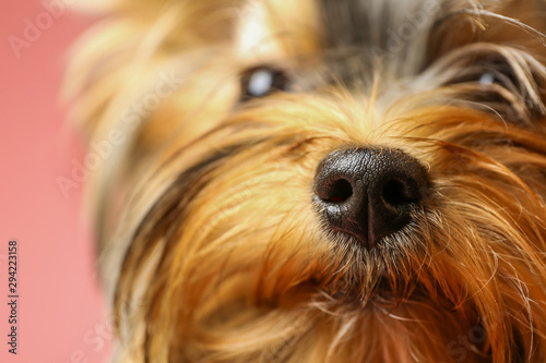 Adorable Yorkshire terrier on pink background, focus on nose. Cute dog