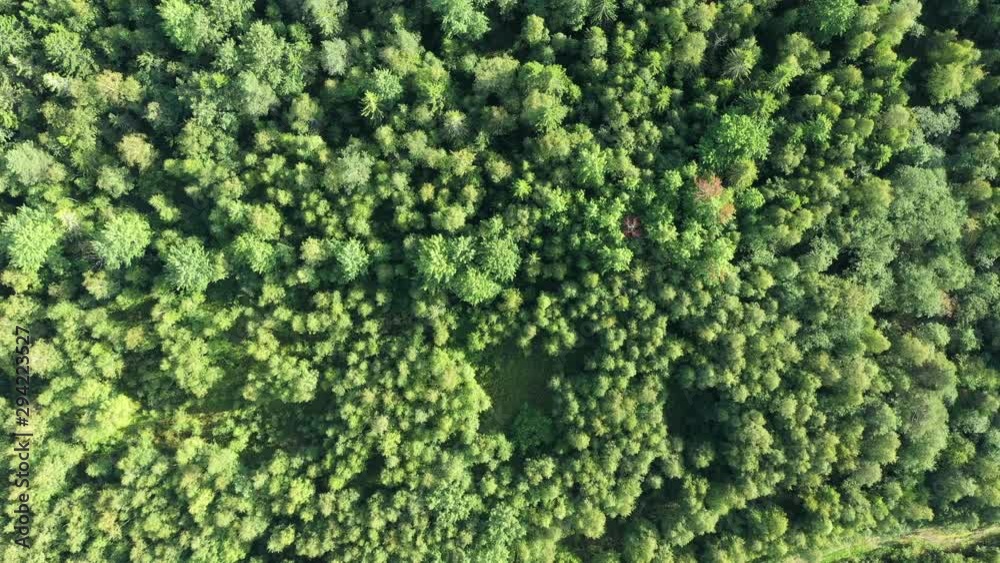Aerial view from drone on summer forest. Wild nature Aerial view from drone on summer forest. Wild nature