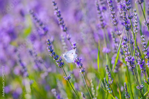 Lavander field in the summer