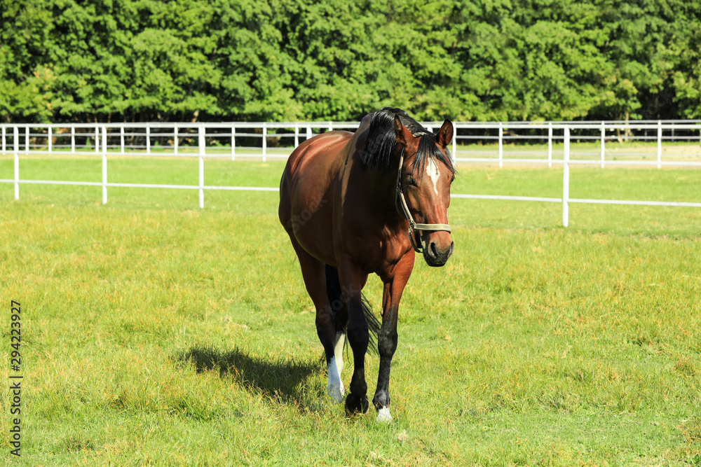 Chestnut horse in bridle on green pasture Chestnut horse in bridle on green pasture