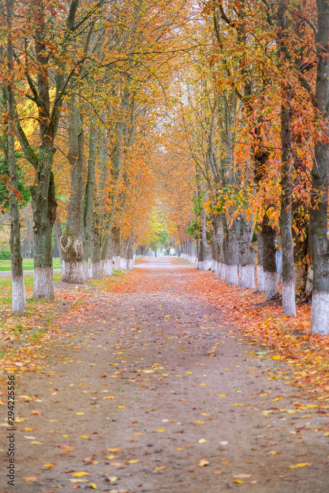 path with fall leaves in park alley at autumn