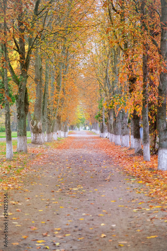 Fototapeta Naklejka Na Ścianę i Meble -  path with fall leaves in park alley at autumn