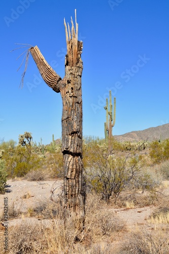 Saguaro Cactus Skeleton Decay Dead Desert Arizona © Teressa L. Jackson