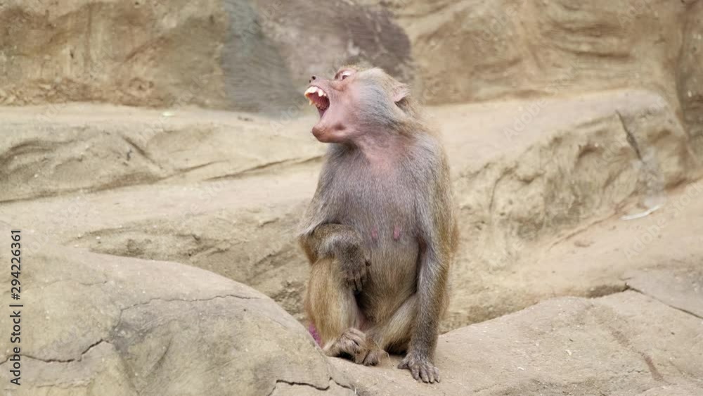 monkey sits on a stone and yawns monkey sits on a stone and yawns
