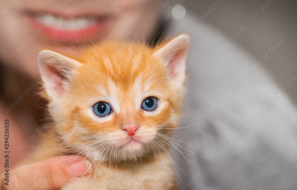 Adorable tiny ginger tabby kitten with woman detail in background. Domestic cat. Felis silvestris catus. Face of cute little kitty 5 weeks old. Small cuddly happy pet with blue eyes looking at camera.