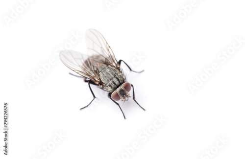 fly isolated on a white © nata777_7