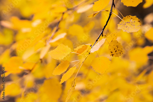 Yellow autumn background. Bright color of autumn.