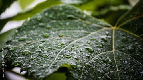 water drops on green leaf
