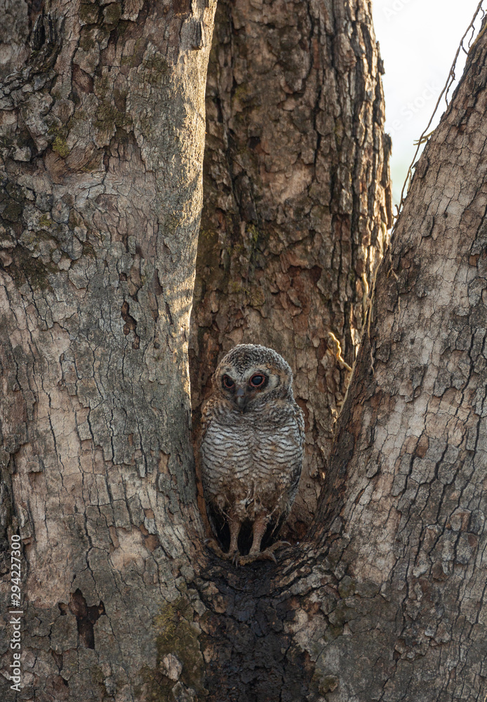 Juvenile Motteled Wood Owl seen at Tadoba Andhari tiger Reserve,Maharashtra,India Juvenile Motteled Wood Owl seen at Tadoba Andhari tiger Reserve,Maharashtra,India