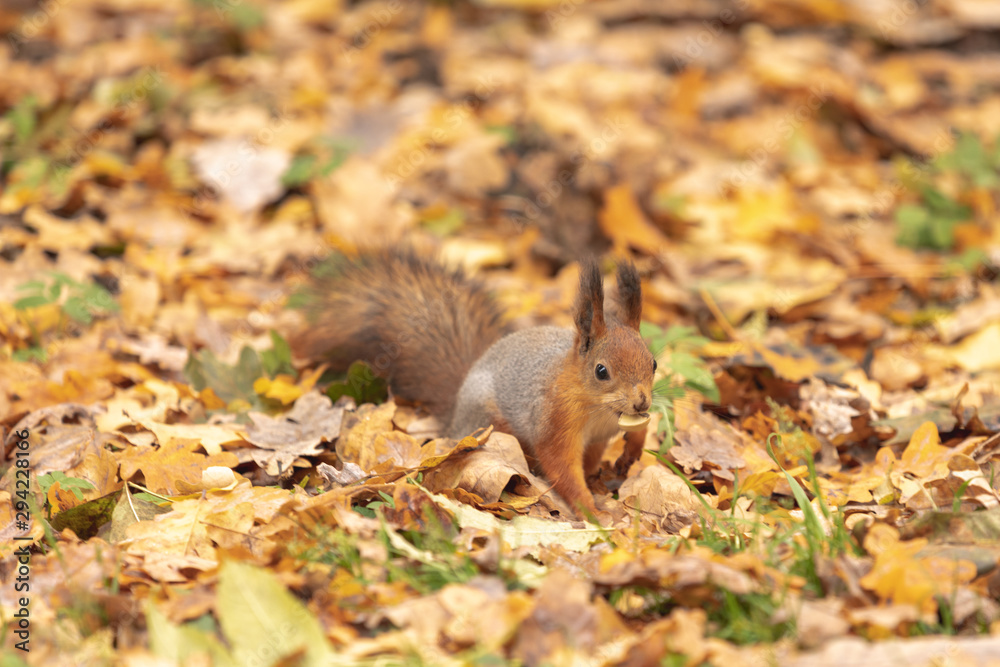 Squirrel in the autumn forest Squirrel in the autumn forest