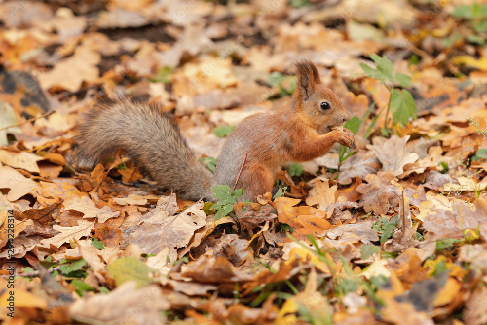 Squirrel in the autumn forest Squirrel in the autumn forest