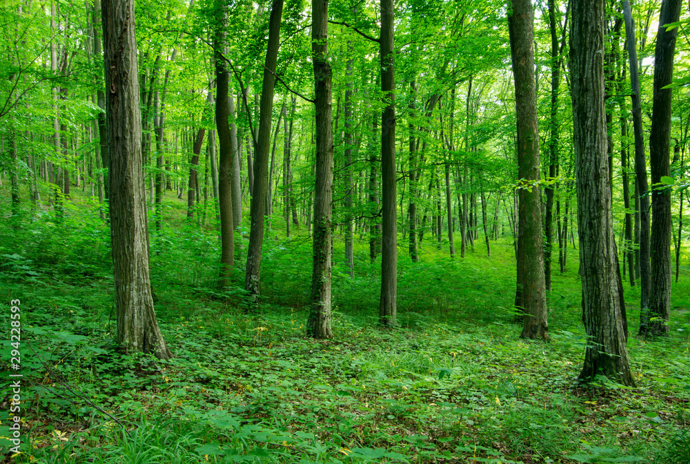 Sunlight in the green forest, spring time Sunlight in the green forest, spring time