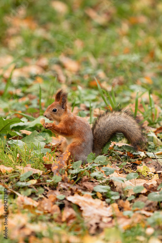 Squirrel with a nut in the autumn forest