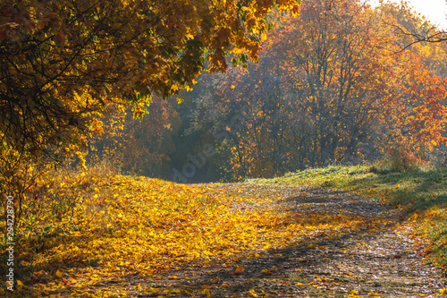 Autumn road in the Park. Sunny natural background.