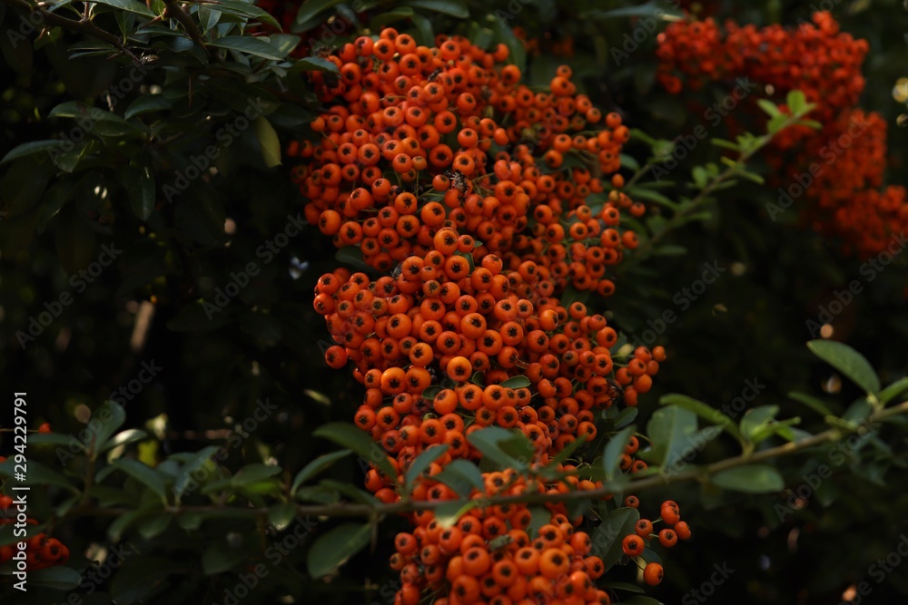 a large bunch of orange berries on a tree a large bunch of orange berries on a tree