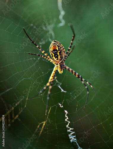 Banded garden spider on spider web