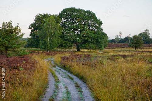 road in the countryside
