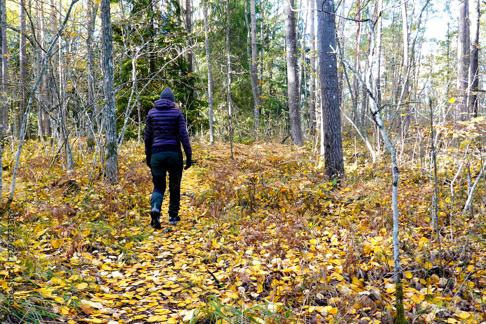 Woman walking in autumn forest. Path covered with yellow leaves.